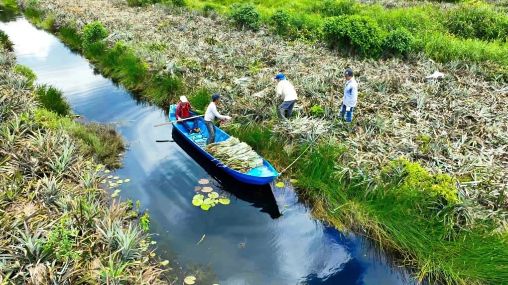 Biến lá cây dứa bỏ đi thành sợi vải, thu hơn 2 tỷ mỗi tháng